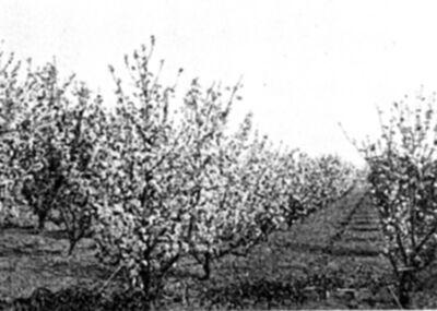 Dwarf Pear Orchard